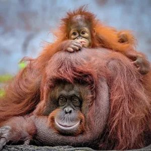 Prints of : Animals
