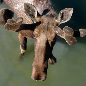 Overlooking View Of Bull Moose In Velvet In Pond Sc Summer Alaska Wildlife Conservation Center Captive Overlooking View Of Bull Moose In Velvet In Pond Sc Summer Alaska Wildlife Conservation Center Captive