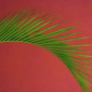 Palm frond against a red background, Puerto Rico Puerto Rico