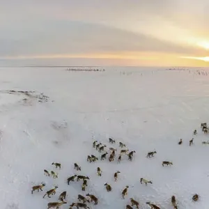 Panoramic aerial view of the deer herd of Nenets people, Yamal Peninsula, Russia Panoramic aerial view of the deer herd of Nenets people, Yamal Peninsula, Russia