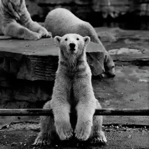 Polar Bear Polar Bear