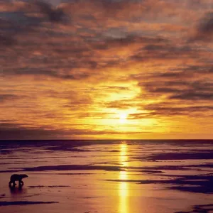 Polar Bear, Ursus maritimus, walks across ice at sunset; Cape Churchill, Manitoba, Canada Polar Bear, Ursus maritimus, walks across ice at sunset; Cape Churchill, Manitoba, Canada