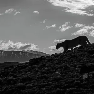 On the prowl, Puma (Puma concolor), Torres del Paine National Park, Patagonia, Chile On the prowl, Puma (Puma concolor), Torres del Paine National Park, Patagonia, Chile