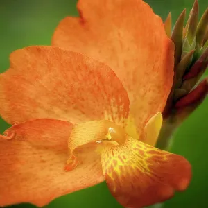 Punch Canna, Close up of Orange coloured flower Punch Canna, Close up of Orange coloured flower