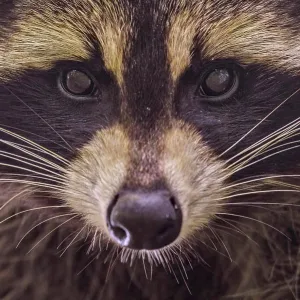 Raccoon (Procyon lotor) in Muskoka near Parry Sound, Ontario, Canada Raccoon (Procyon lotor) in Muskoka near Parry Sound, Ontario, Canada
