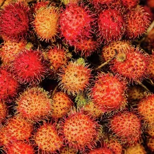 Rambutan fruit Vietnam, Southeast Asia