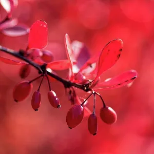 November Collection: 26 Nov 2016