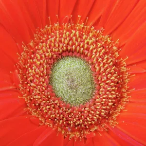 red gerbera flower close up background macro photo beauty red gerbera flower close up background Copyright: xZoonar red gerbera flower close up background macro photo beauty red gerbera flower close up background Copyright: xZoonar