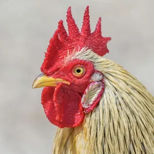 Rooster, Grand Cayman, BWI Rooster, Grand Cayman, BWI