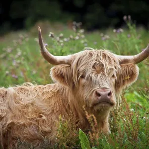 Scotland, Moray, Elgin. A Highland Cow Scotland, Moray, Elgin. A Highland Cow