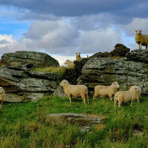 Sheep gathering at the top of a mountain in New Zealand Sheep gathering at the top of a mountain in New Zealand