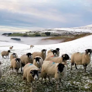 Sheep waiting to be fed in winter, Lower Pennines, Cumbria, England, United Kingdom, Europe Sheep waiting to be fed in winter, Lower Pennines, Cumbria, England, United Kingdom, Europe