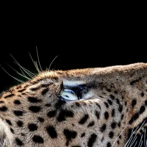 A side-profile of a leopard's head A side-profile of a leopard's head