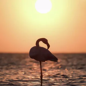 Silhouette of a flamingo in a lake in Africa Silhouette of a flamingo in a lake in Africa