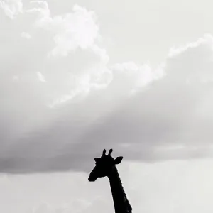 Silhouette of a Giraffe's head against the sky, Namibia, Africa Silhouette of a Giraffe's head against the sky, Namibia, Africa