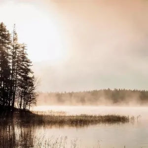 Silhouetted trees on misty lakeside at sunrise, Orivesi, Finland Silhouetted trees on misty lakeside at sunrise, Orivesi, Finland