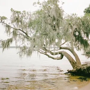 Spanish Moss covered tree over the water in Goose Creek North Carolina Spanish Moss covered tree over the water in Goose Creek North Carolina