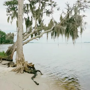 spanish moss draped tree over the water in Washington NC spanish moss draped tree over the water in Washington NC