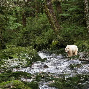 Spirit bear (Ursus americanus kermodei) Spirit bear (Ursus americanus kermodei)