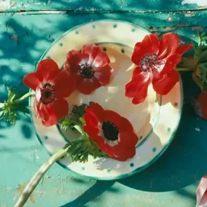 Still-Life of red anemones