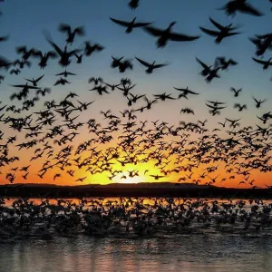 Twenty thousand snow geese (Chen caerulescens) Twenty thousand snow geese (Chen caerulescens)