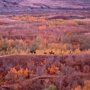 Trail Riding in Autumn, Dry Island Buffalo Jump Provincial Park, Alberta, Canada Trail Riding in Autumn, Dry Island Buffalo Jump Provincial Park, Alberta, Canada