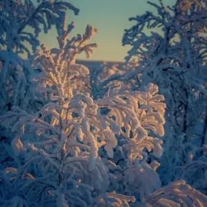 Trees in the frozen landscape, cold temperatures as low as -47 celsius, Lapland, Sweden Trees in the frozen landscape, cold temperatures as low as -47 celsius, Lapland, Sweden