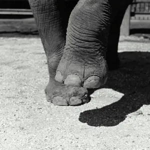 Vintage Photograph. Closeup of elephants feet Vintage Photograph. Closeup of elephants feet