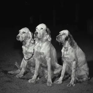 Vintage Photograph. Three English setters sitting next to each other Vintage Photograph. Three English setters sitting next to each other