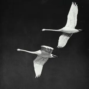 Vintage photograph. Two geese flying through air together Vintage photograph. Two geese flying through air together