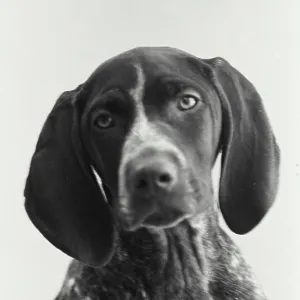 Vintage Photograph. A German shorthair pointer dog portrait Vintage Photograph. A German shorthair pointer dog portrait
