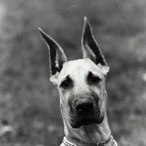 Vintage Photograph. A Head of a boxer dog looking at camera Vintage Photograph. A Head of a boxer dog looking at camera