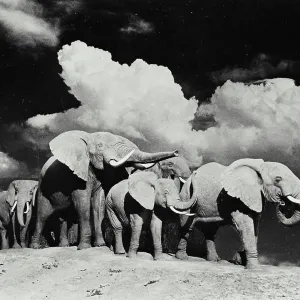 Vintage photograph. Herd of elephants standing together Vintage photograph. Herd of elephants standing together