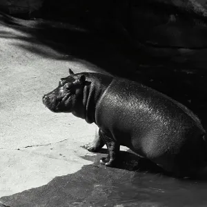 Vintage Photograph. Hippopotamus sitting on edge of rock Vintage Photograph. Hippopotamus sitting on edge of rock
