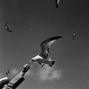 Vintage Photograph. Seagull taking food from hand Vintage Photograph. Seagull taking food from hand