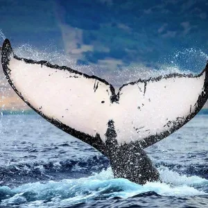 Whale tale, Humpback Whale (Megaptera novaeangliae) lifts its fluke, Maui, Hawaii Whale tale, Humpback Whale (Megaptera novaeangliae) lifts its fluke, Maui, Hawaii