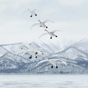 Whooper Swan (Cygnus cygnus) mid-air in winter Whooper Swan (Cygnus cygnus) mid-air in winter