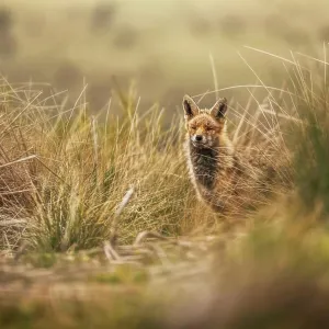 Wild animal in dry grass in autumn Wild animal in dry grass in autumn
