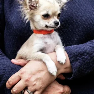 Woman holding a small dog in her arms Woman holding a small dog in her arms