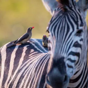 A zebra, Equus quagga, stands with red-billed oxpeckers sitting on its back, Buphagus erythrorhynchus A zebra, Equus quagga, stands with red-billed oxpeckers sitting on its back, Buphagus erythrorhynchus