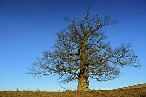 Free Standing Prints: 01_ (Quercus) on the Roethelberg, Hohen-Demzin, Mecklenburg-Vorpommern, Germany, Europe