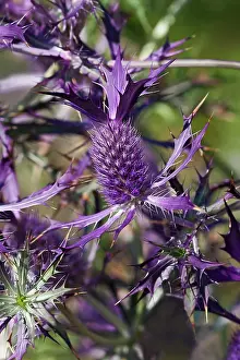 Growing Prints: 0794 Leavenworth's eryngo (Eryngium leavenworthii)