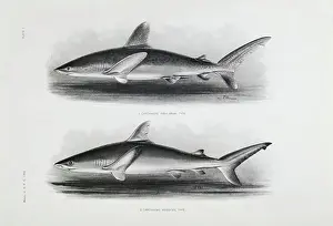 Swimming Animal Prints: 1) Carcharias Insularum 2) Carcharias Nesiotes 1905 Artist Unknown Lithograph Private Collection