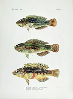 Three Animals Prints: 1) Halichoeres Trimaculatus