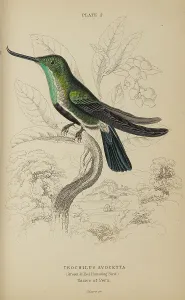 Hummingbird Prints: 1835 Antique Art Biology Bird Birds Classification