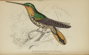 Hummingbird Prints: 1835 Antique Art Biology Bird Birds Classification