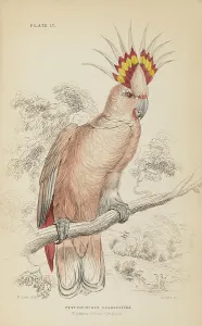 Cockatoo Prints: 1835 Antique Art Biology Bird Birds Classification
