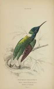 Hummingbird Prints: 1835 Antique Art Biology Bird Birds Classification