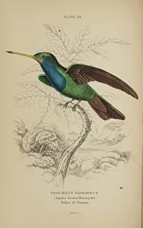 Hummingbird Prints: 1835 Antique Art Biology Bird Birds Classification