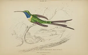 Hummingbird Prints: 1835 Antique Art Biology Bird Birds Classification